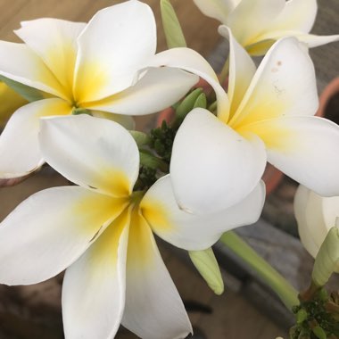 Frangipani