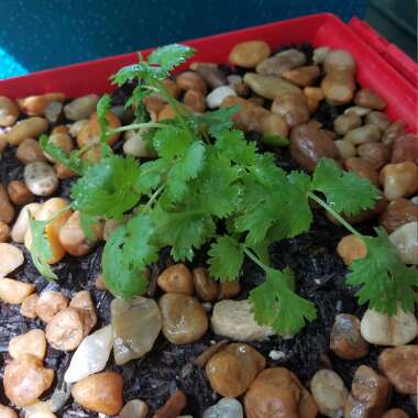 Coriander