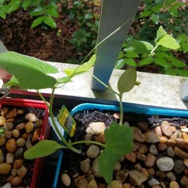 Cucumber 'Bush Crop'