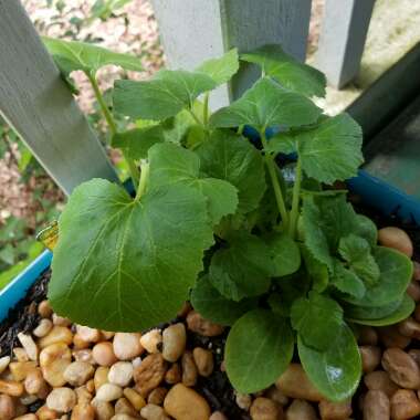 Cucurbita pepo 'Summer Yellow Crookneck'