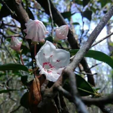 Mountain Laurel 'Pinwheel'