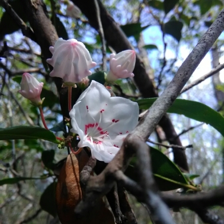 Plant image Kalmia latifolia 'Pinwheel'