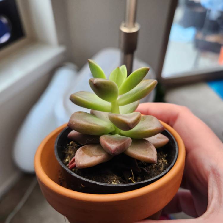 Plant image Graptosedum Vera Higgins