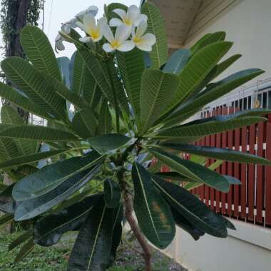 Frangipani