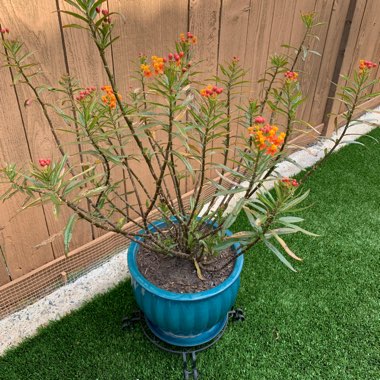 Orange Milkweed