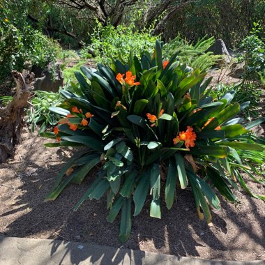 Clivia