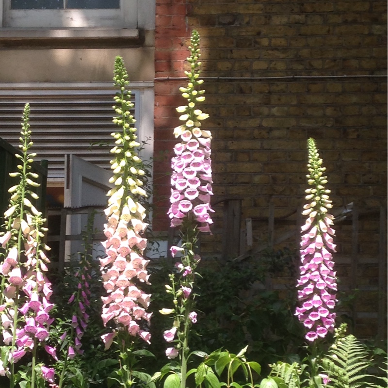 Foxglove 'Dalmatian White'