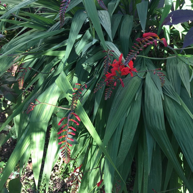 Plant image Crocosmia x crocosmiiflora 'Carmin Brilliant'