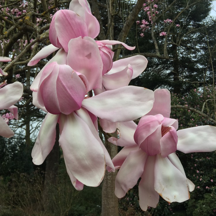 Plant image Magnolia campbellii