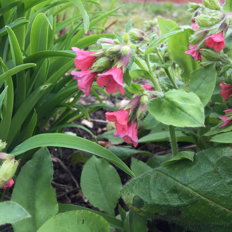 Plant image Pulmonaria officinalis rubra