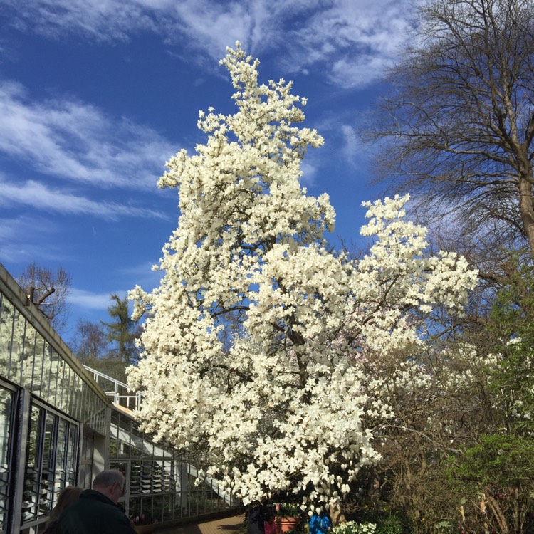 Plant image Magnolia x veitchii 'Columbus'