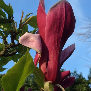 Magnolia liliiflora 'Nigra'