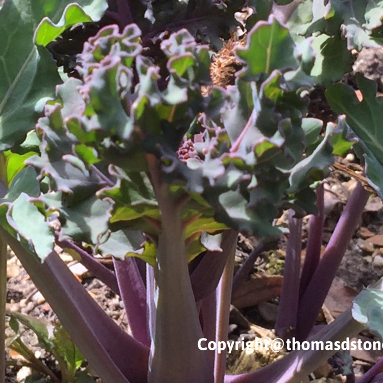 Plant image Crambe maritima