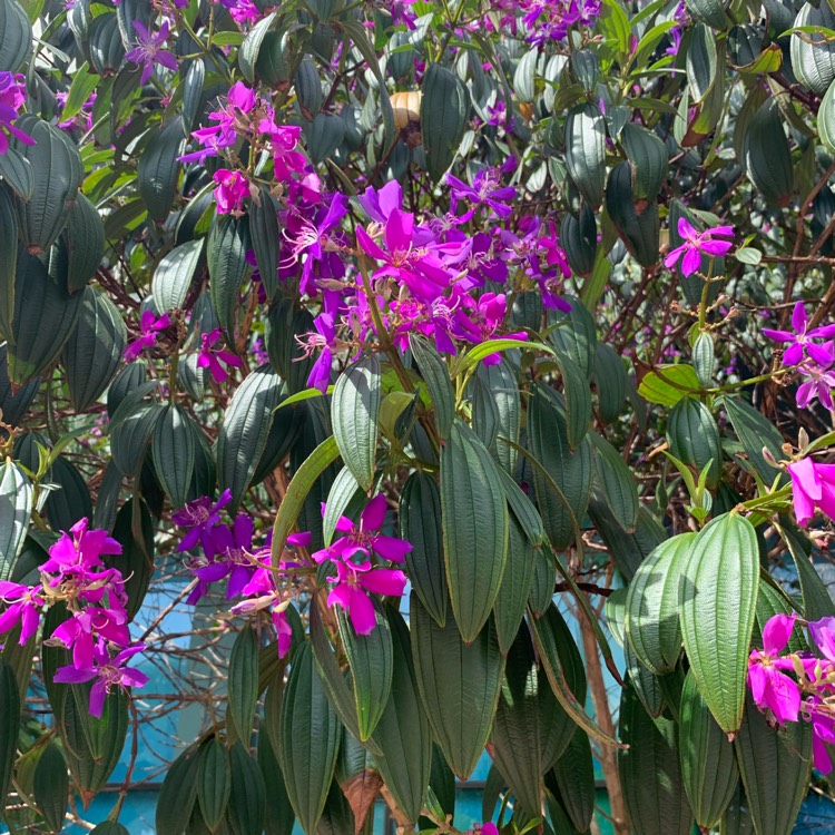 Plant image Tibouchina semidecandra