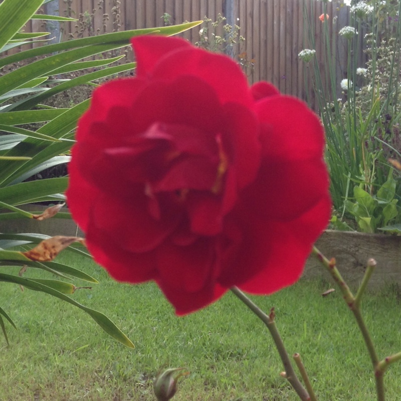 Plant image Rosa 'Ruby Wedding'