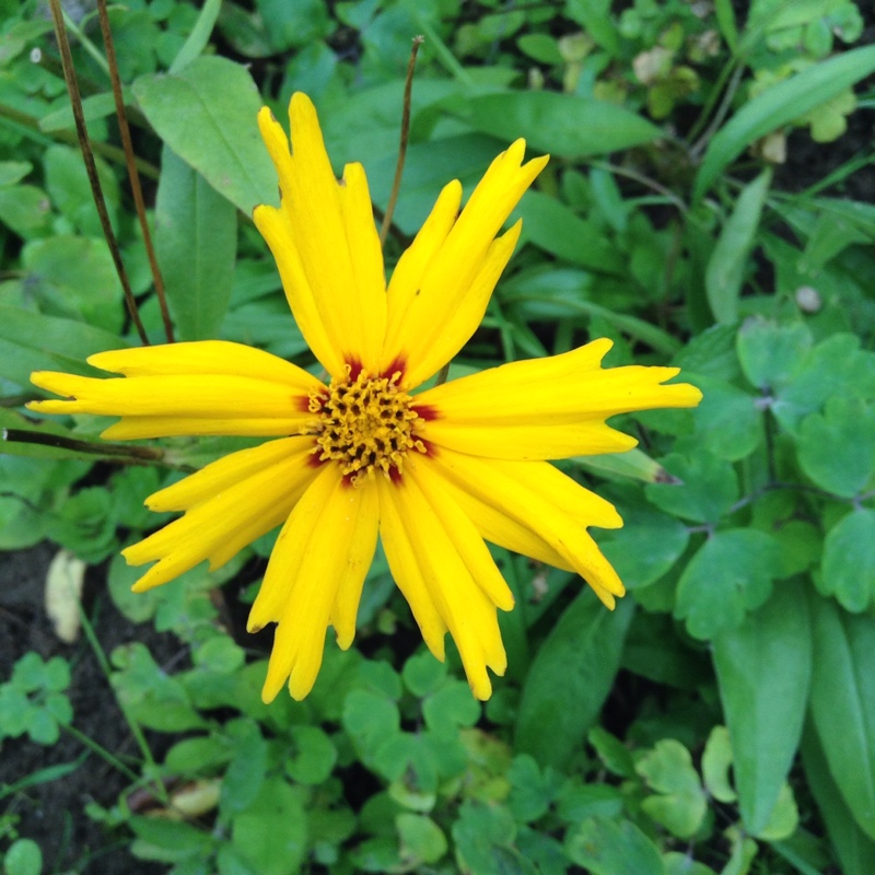 Plant image Coreopsis tinctoria 'Mahogany Midget'