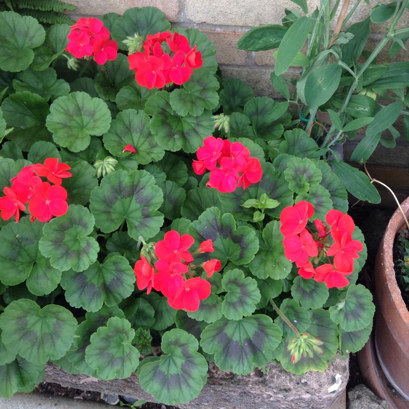 Plant image Geranium 'Khan'