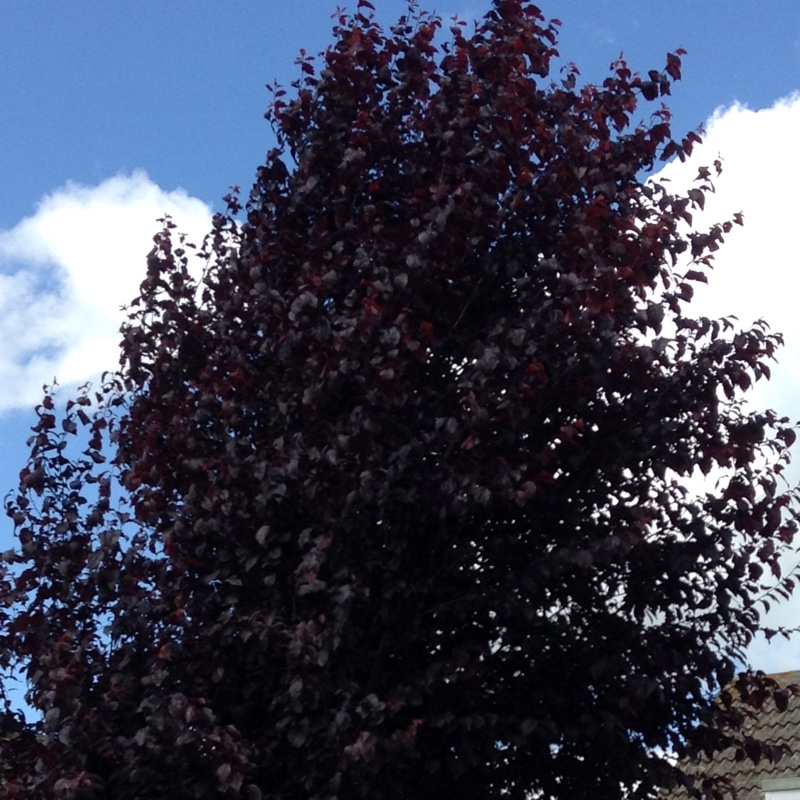 Plant image Prunus cerasifera 'Pissardii Nigra'