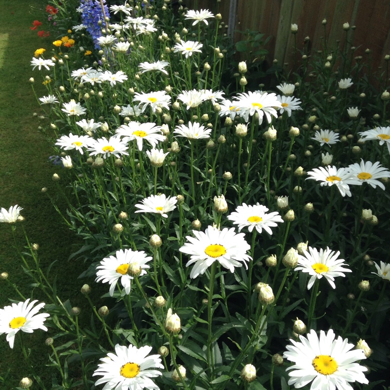 Plant image Leucanthemum x superbum 'Phyllis Smith'