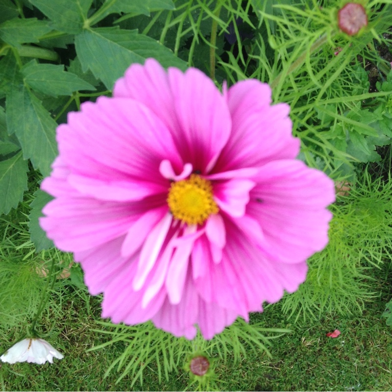 Plant image Cosmos Bipinnatus 'Casanova Red'