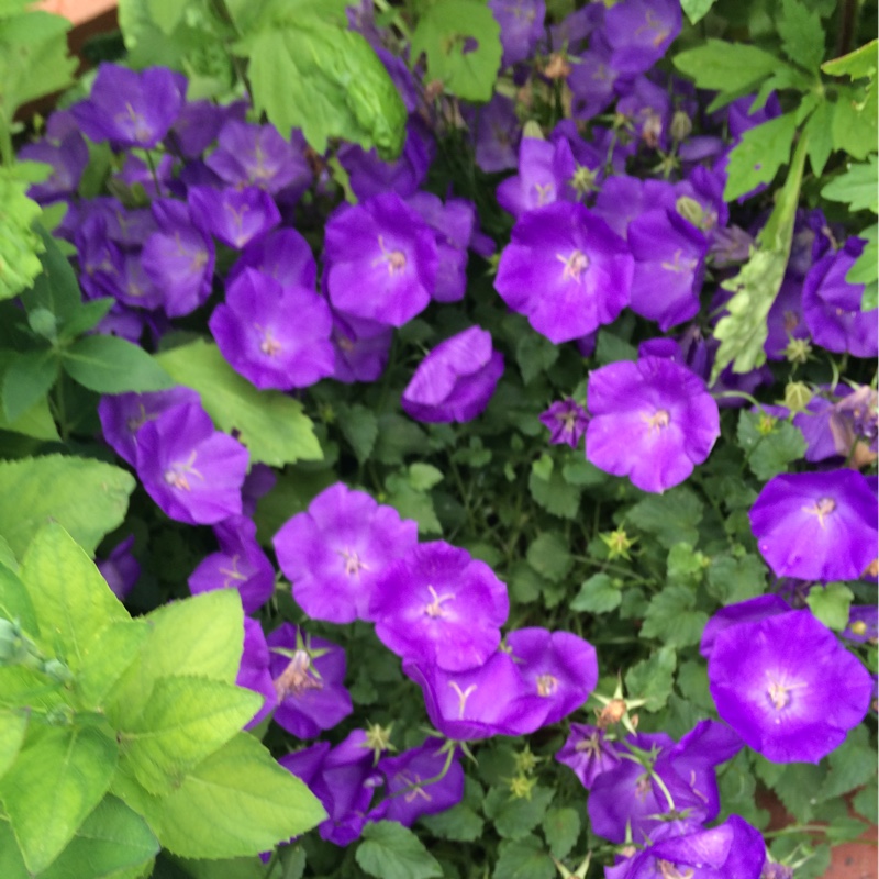 Plant image Campanula carpatica 'Jewel'