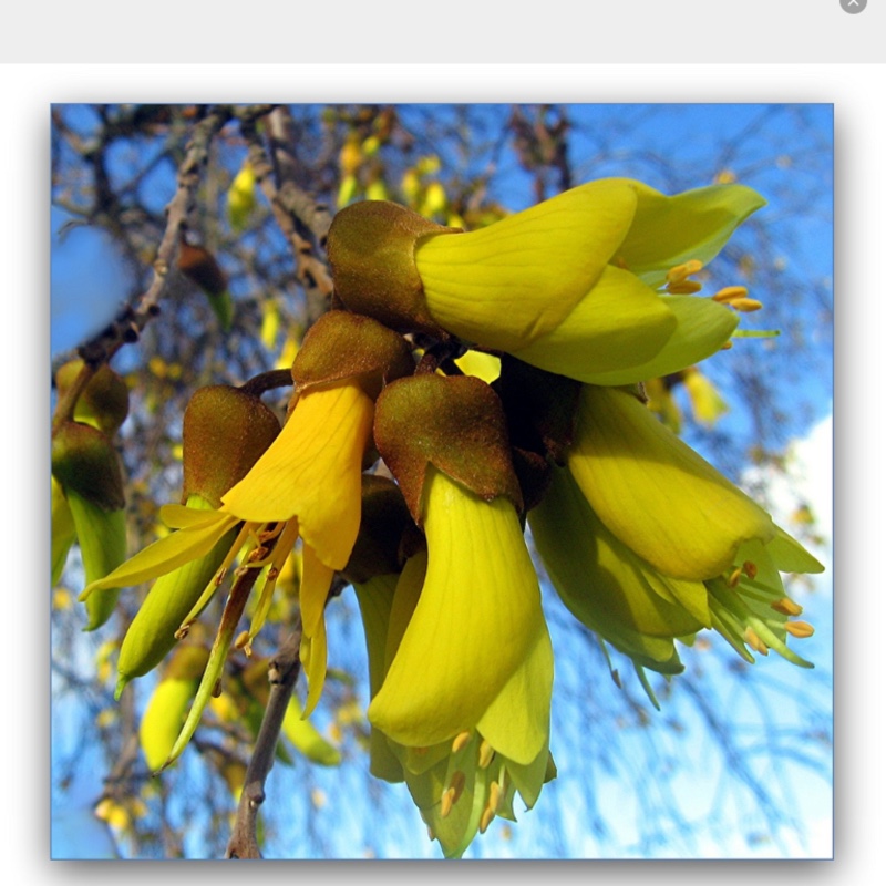 Plant image Sophora microphylla