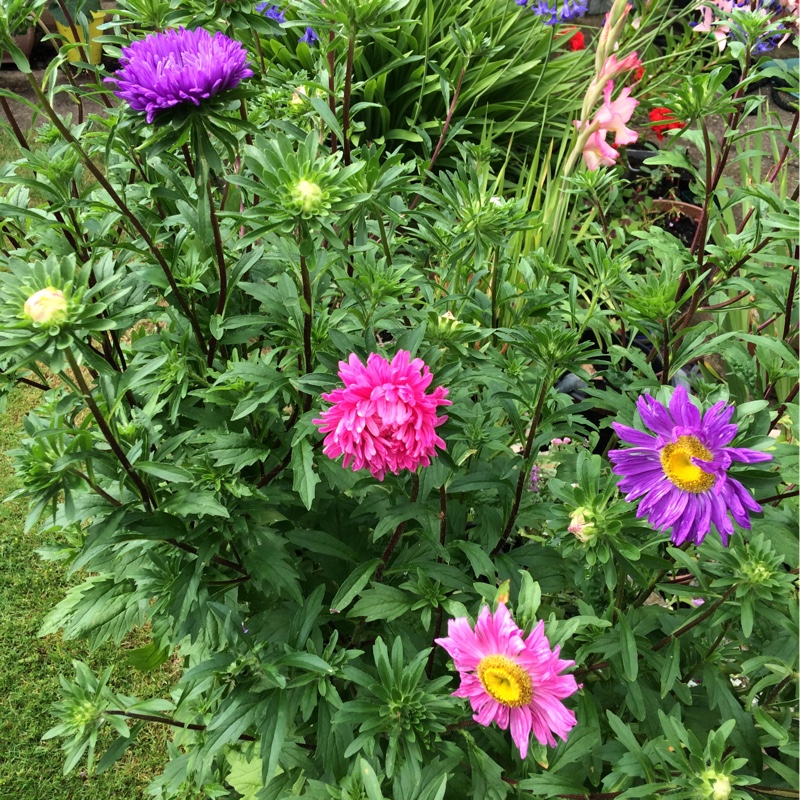 Plant image Callistephus chinensis'Colour Carpet'