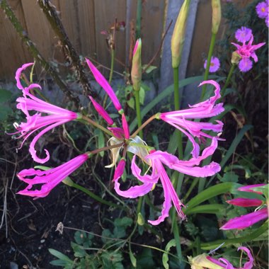 Nerine