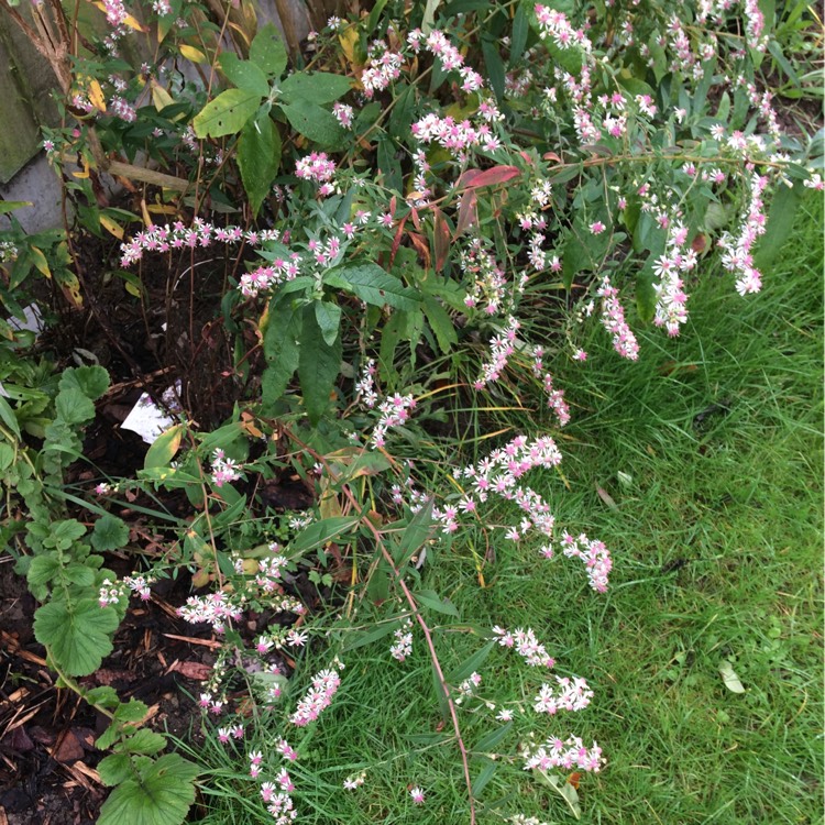 Plant image Aster laterifolius 'Lady in Black'