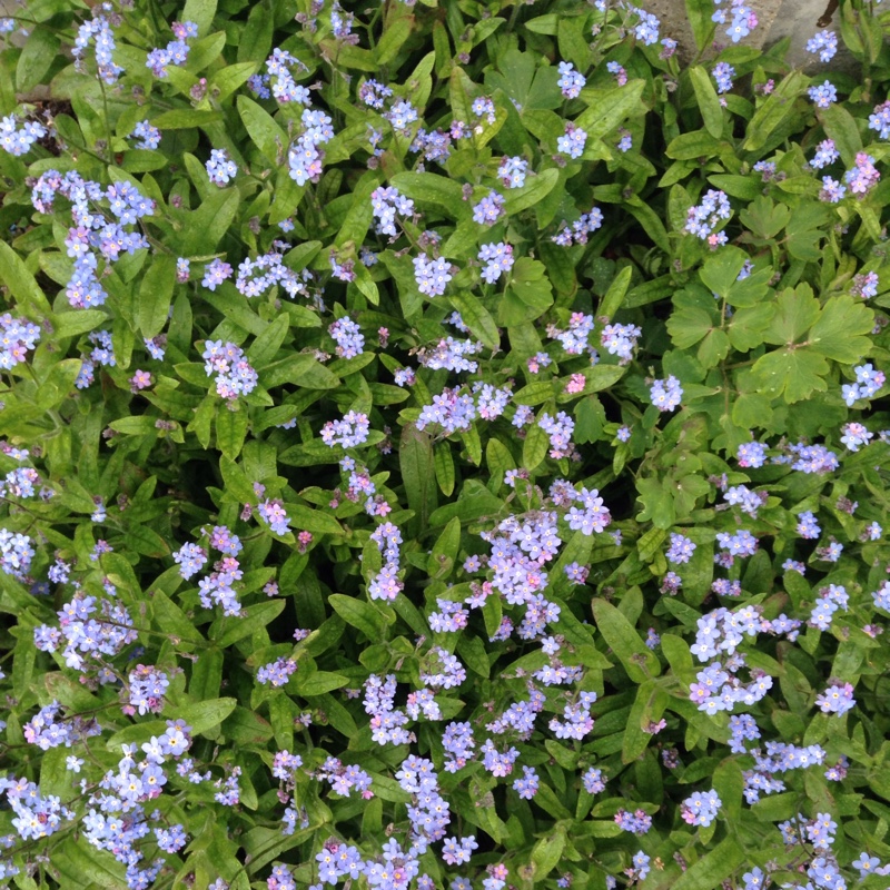 Plant image Myosotis sylvatica 'Mon Amie Blue'