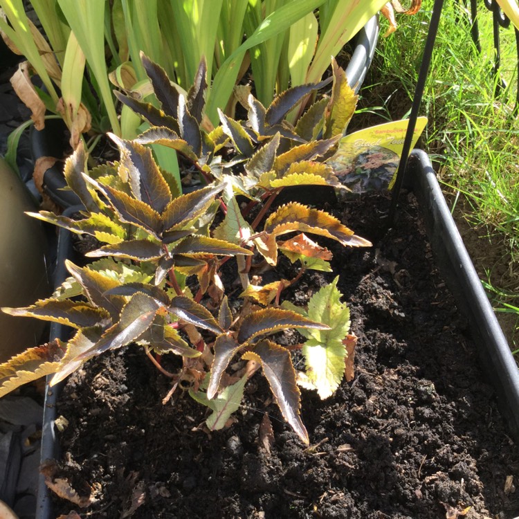 Plant image Sambucus canadensis 'Aurea'