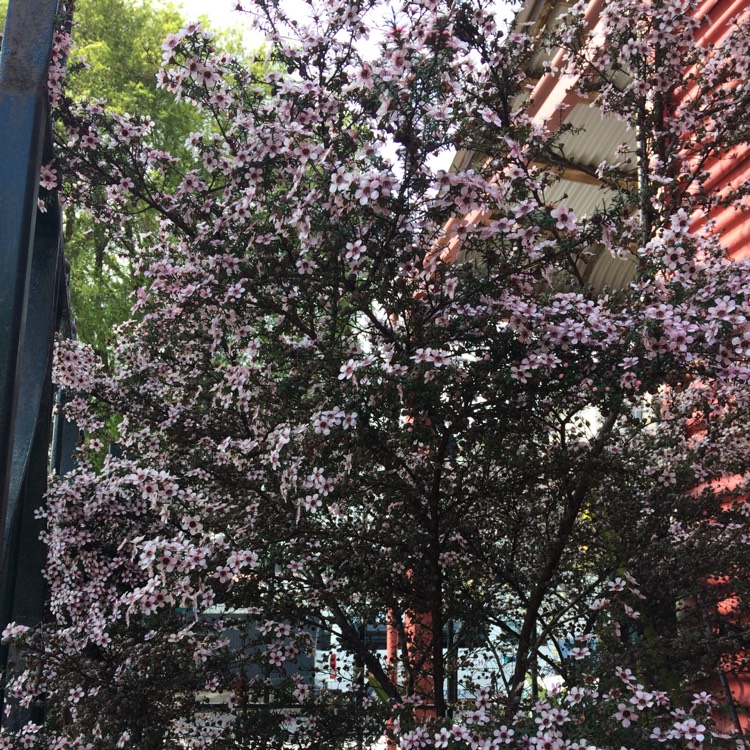 Plant image Leptospermum scoparium