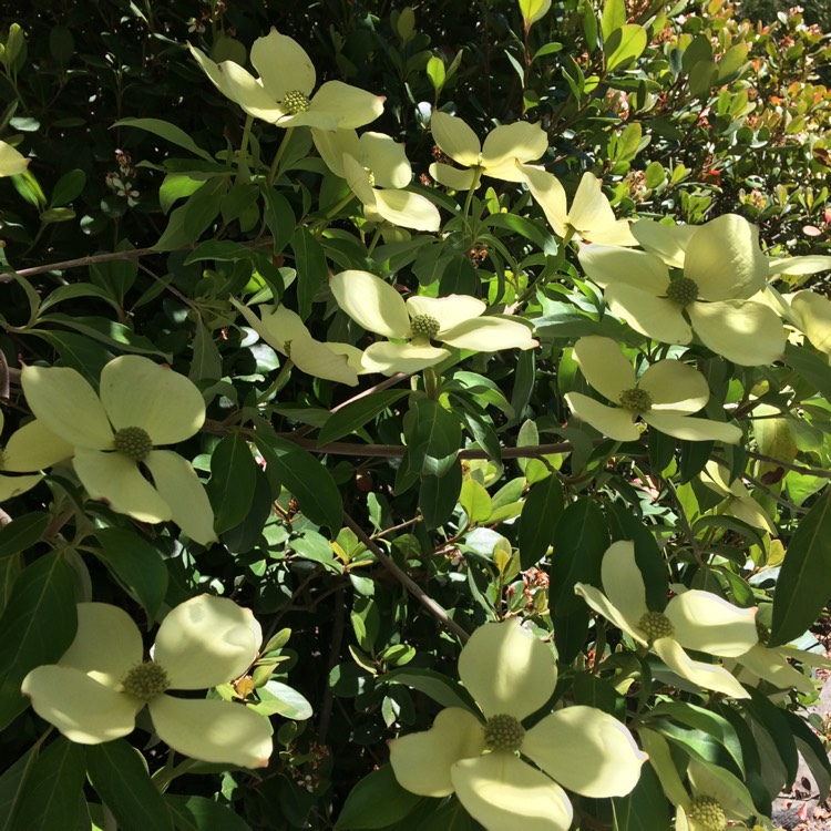 Plant image Cornus kousa 'China Girl'