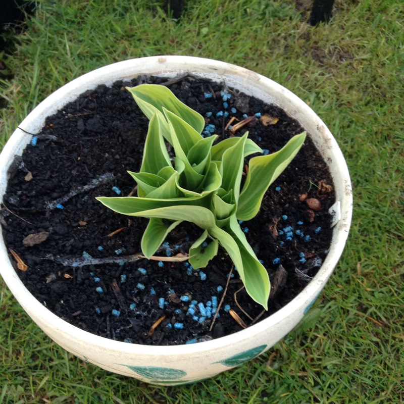 Hosta undulata var. albomarginata syn. Hosta 'Thomas Hogg'