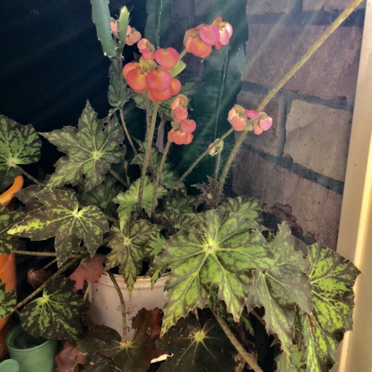 Plant image Begonia (Rhizomatous)