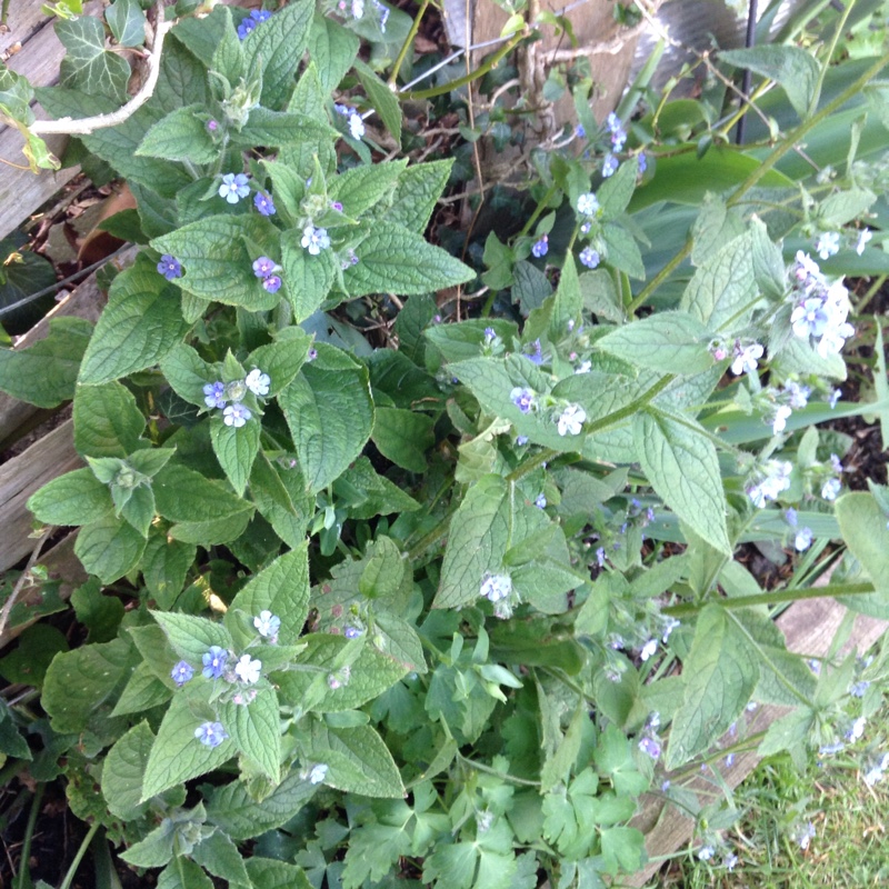 Pentaglottis Sempervirens