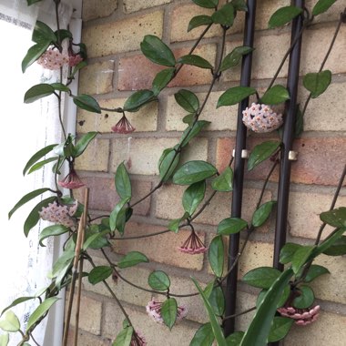 Hoya Carnosa