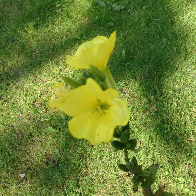 Plant image Oenothera missouriensis