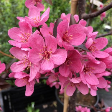 Malus 'Prairifire' syn. Malus 'Prairiefire', Malus 'Prairie Fire'