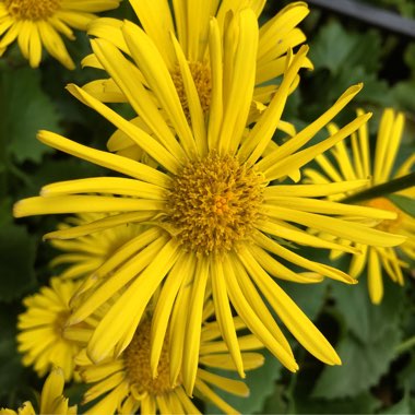 Doronicum caucasicum 'Little Leo'