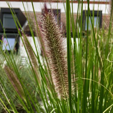 Pennisetum alopecuroides