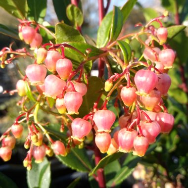 Pieris japonica 'Little Heath'