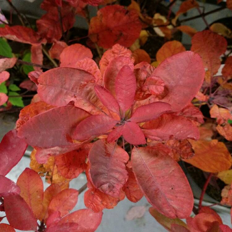 Plant image Cotinus 'Grace'