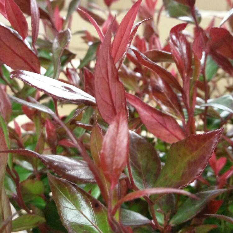 Plant image Leucothoe axillaris 'Little Flames'