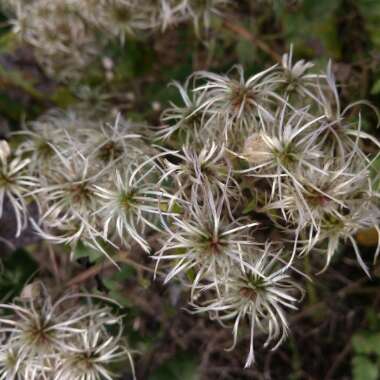 Clematis vitalba