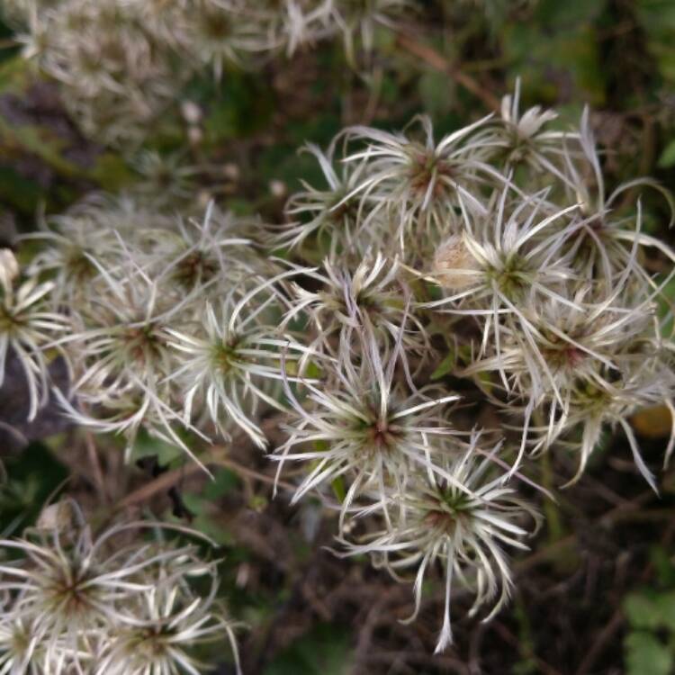 plant image 582216