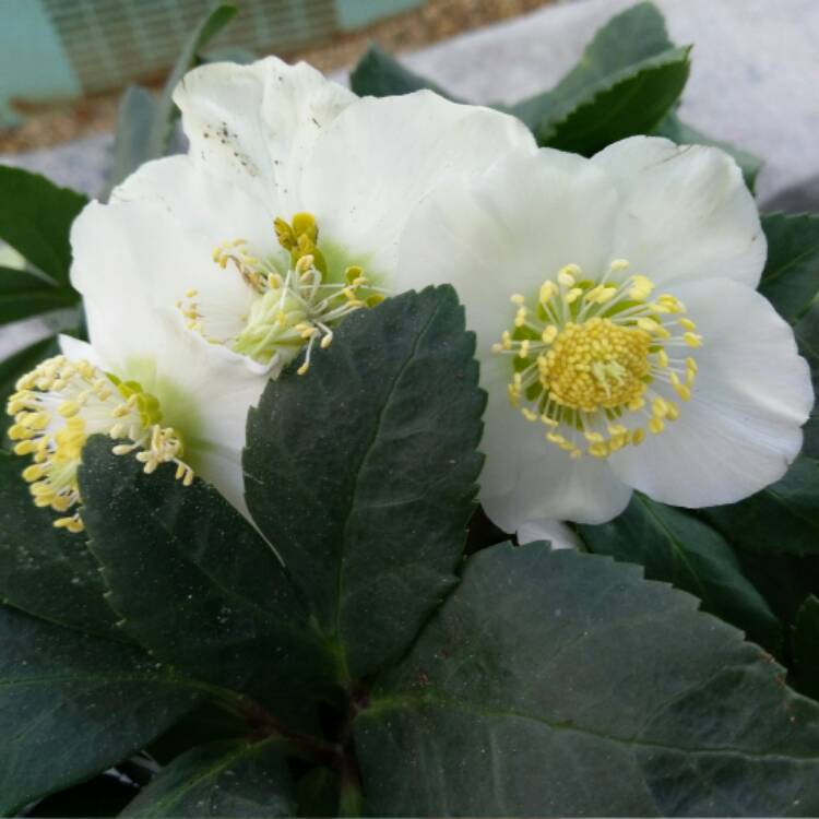 Plant image Helleborus niger 'Christmas Carol'