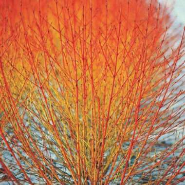 Cornus sanguinea 'Winter flame'