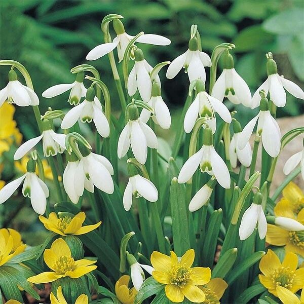 Plant image Galanthus 'Atkinsii' syn. Galanthus atkinsonii, Galanthus nivalis 'Atkinsii', Galanthus x atkinsii