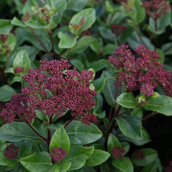 Plant image Viburnum tinus